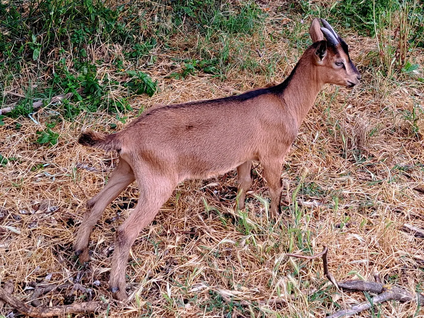 Una Camosciata delle Alpi degli Orti di Veio