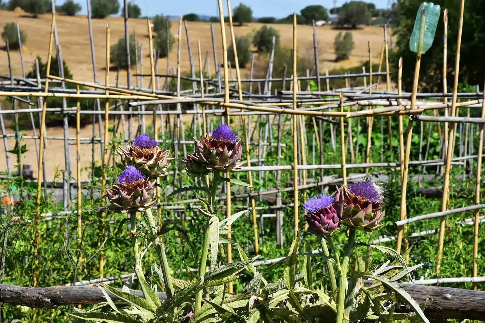 Carciofi coltivati in un orto