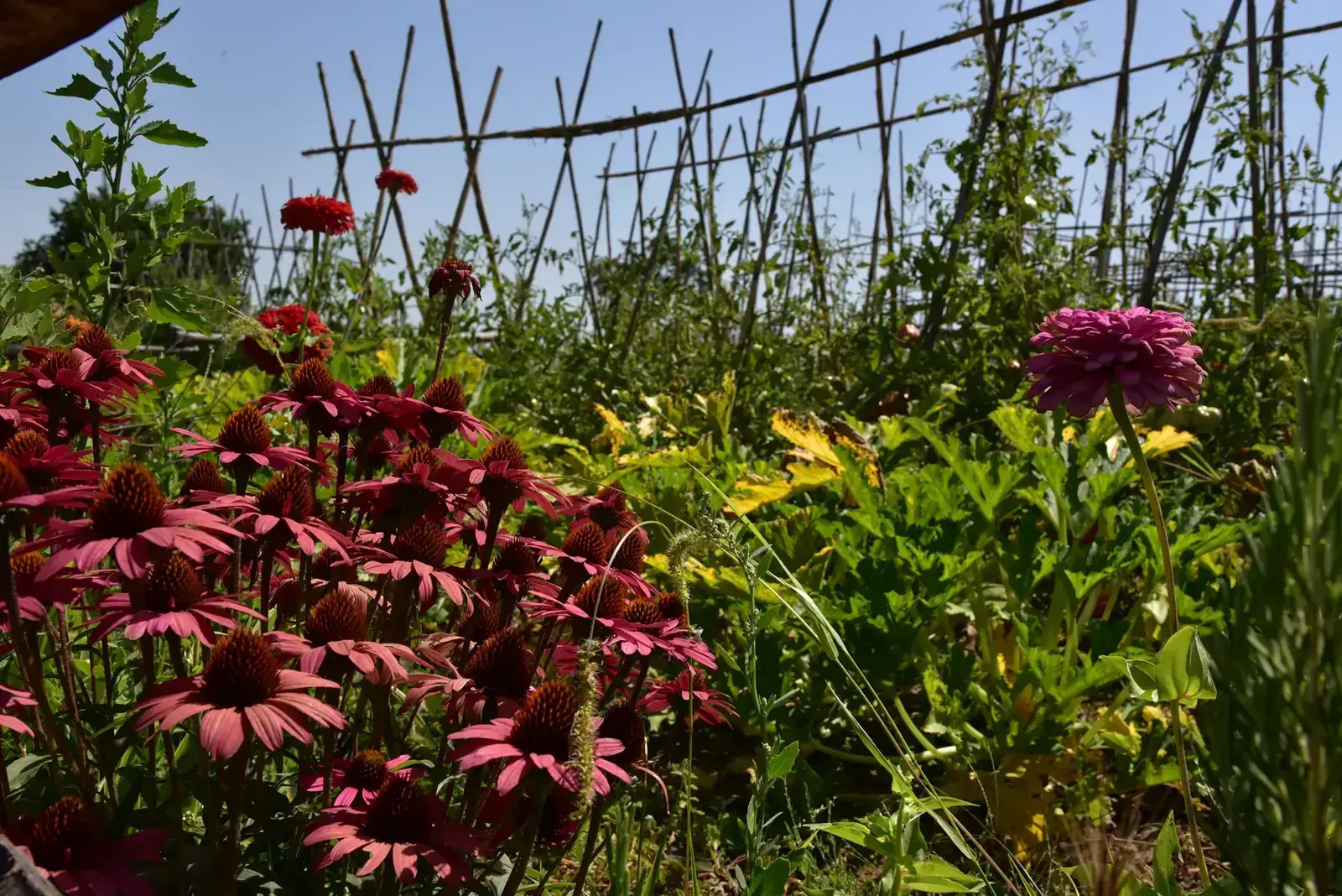 Fiori coltivati agli Orti di Veio