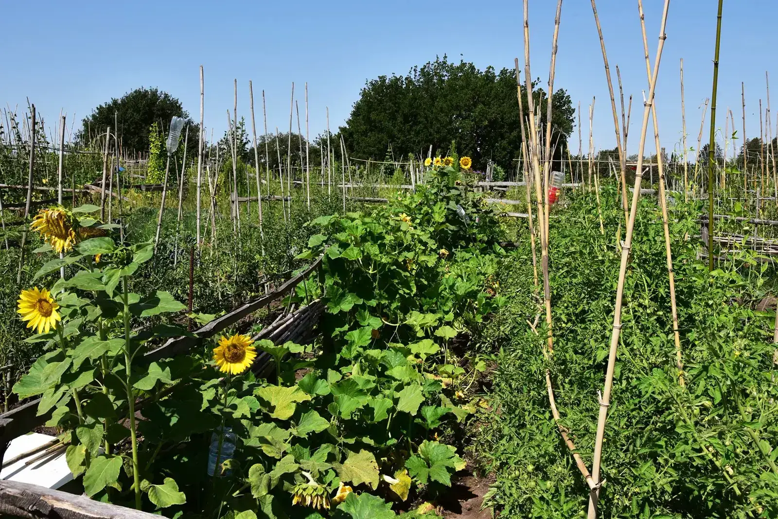 Girasoli e colture negli orti reali