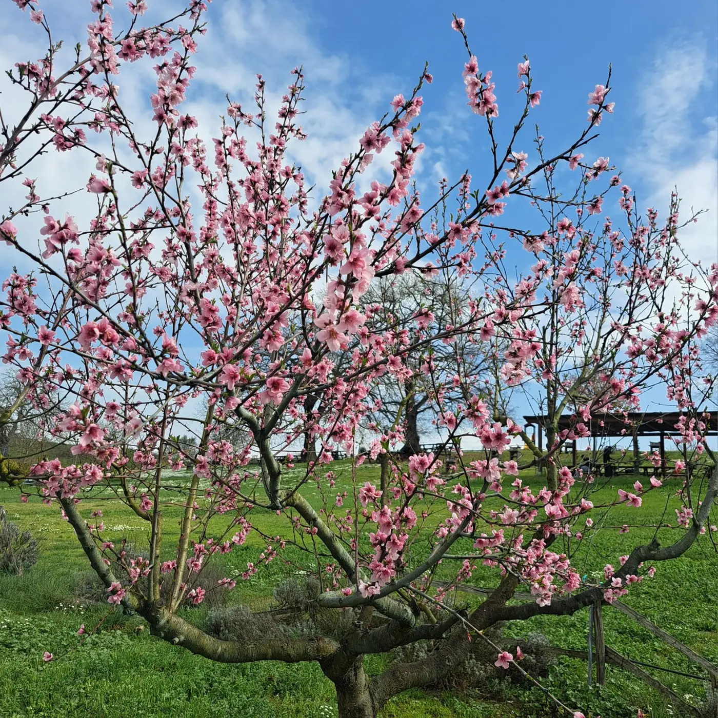 Albero da frutto fiorito agli Orti di Veio