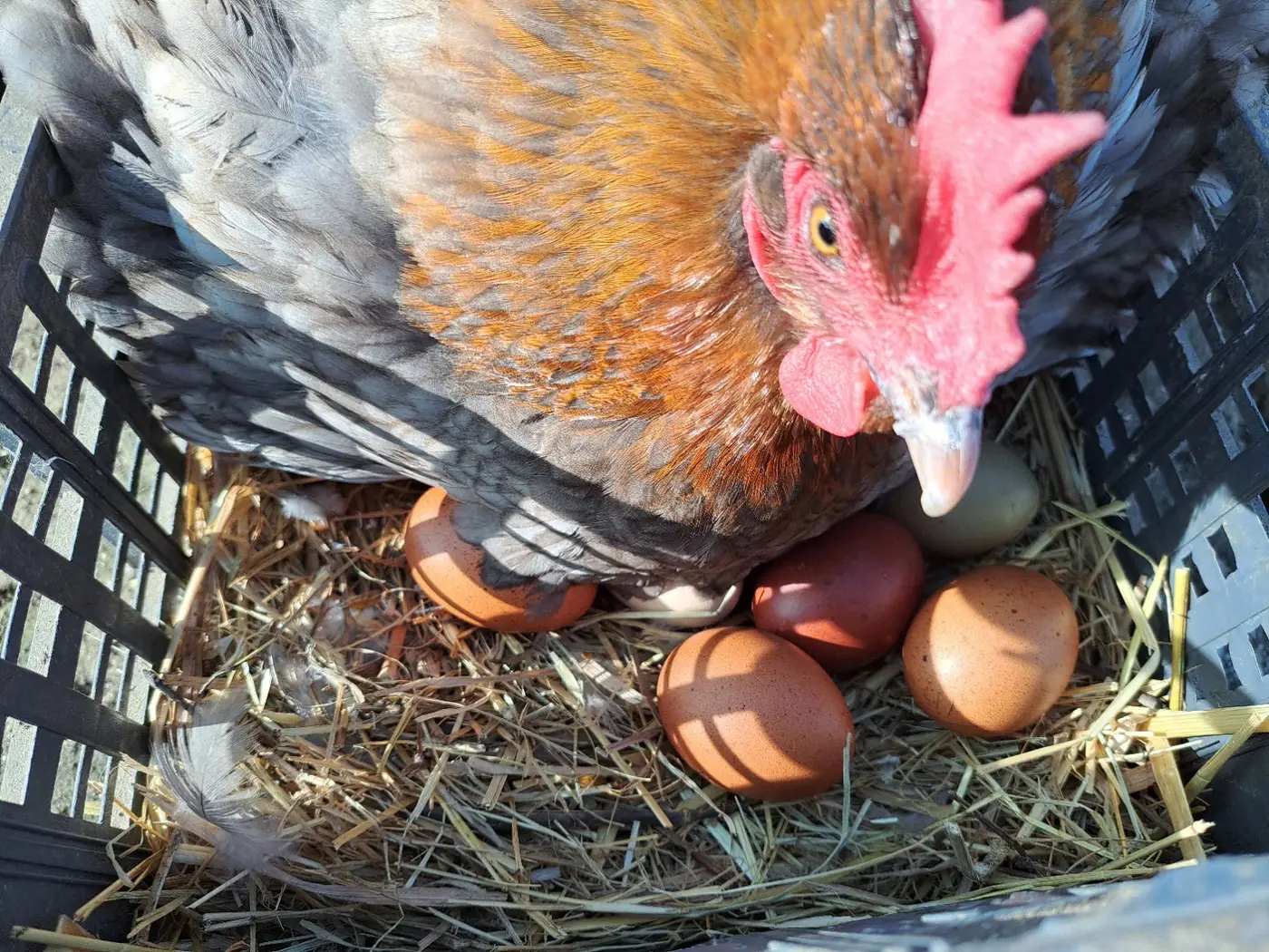 Una gallina nel nido con le uova