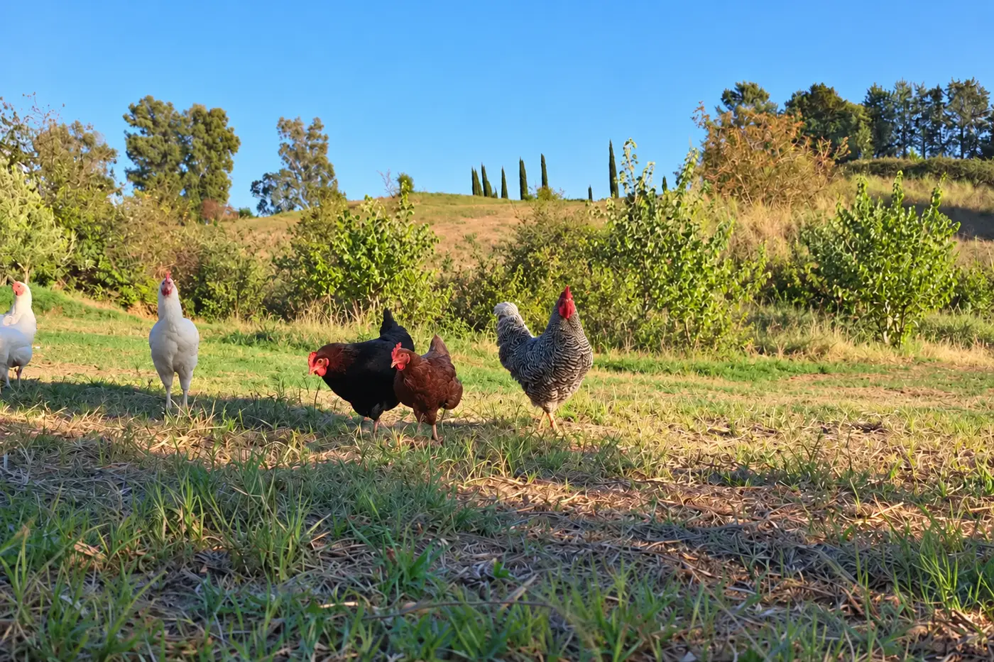 Galline degli Orti di Veio libere sul prato