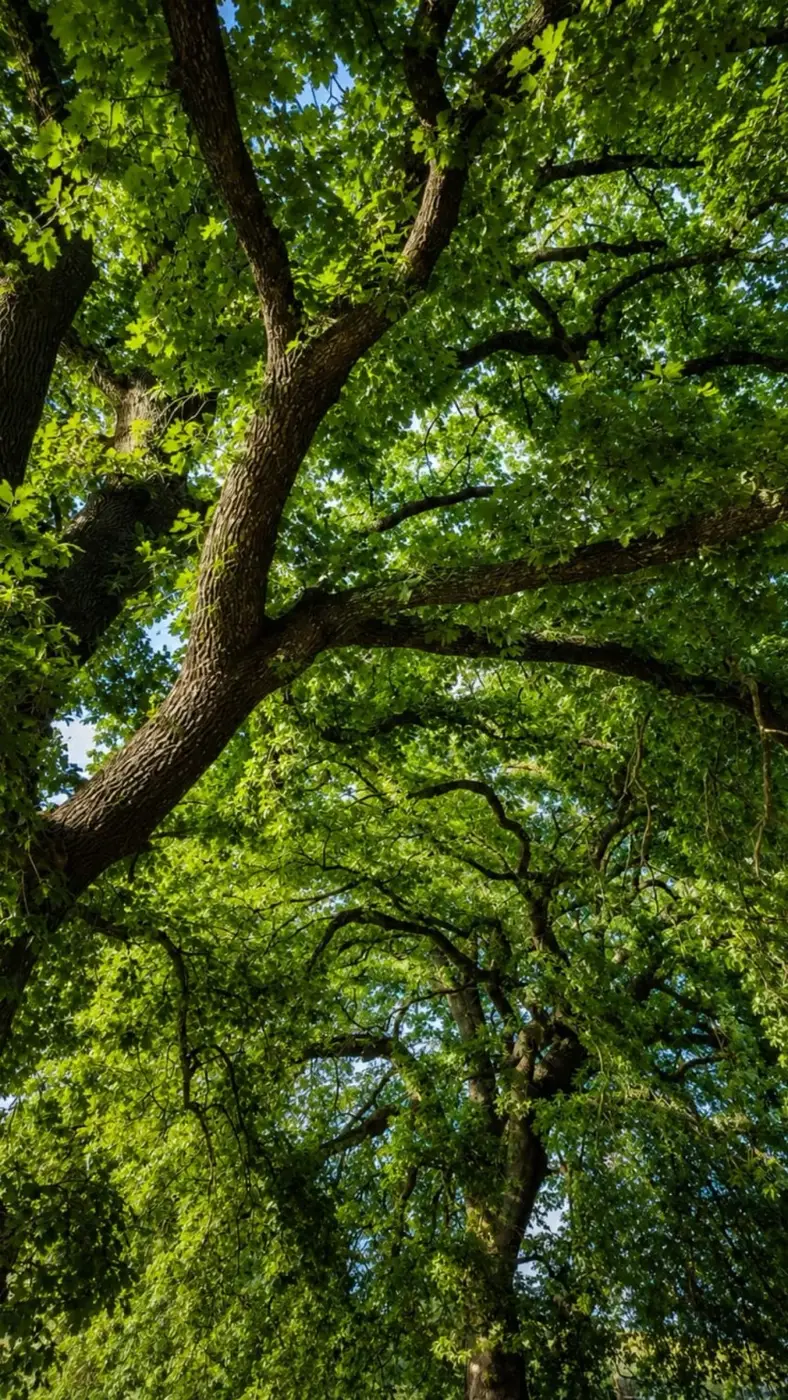 La luce filtra attraverso le querce degli Orti di Veio