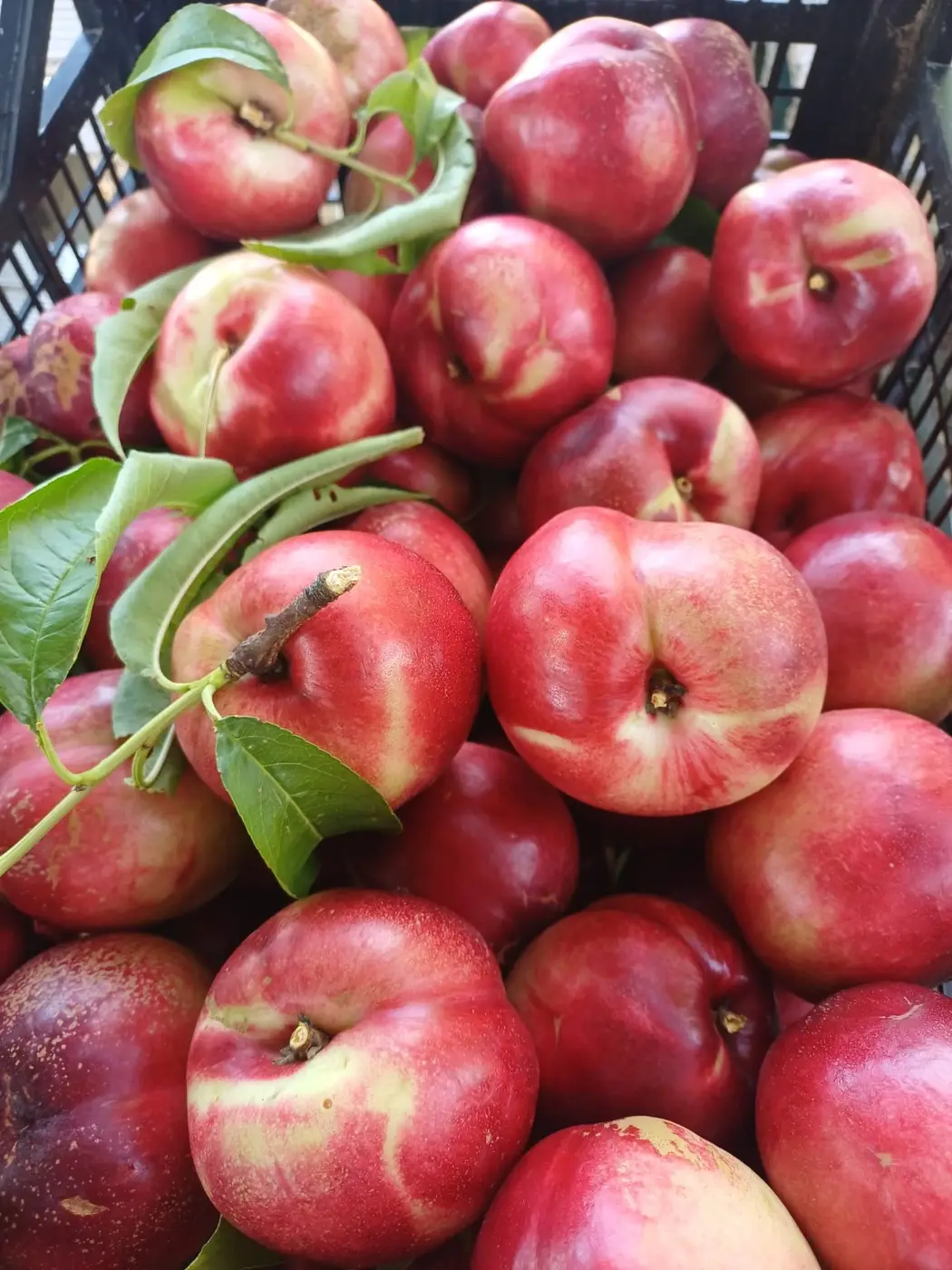 Nettarine appena raccolte agli Orti di Veio
